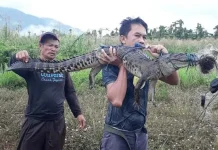 BKSDA Sultra Evakuasi Buaya Sepanjang 1,8 Meter yang Terjaring Pukat Nelayan BKSDA Sultra Evakuasi Buaya Sepanjang 1,8 Meter yang Terjaring Pukat Nelayan