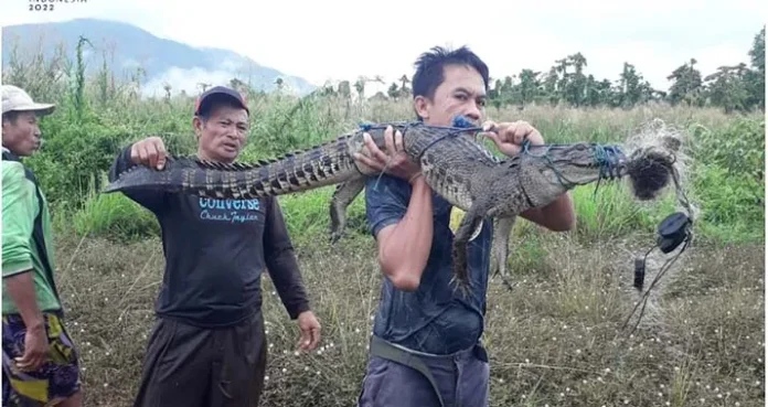 BKSDA Sultra Evakuasi Buaya Sepanjang 1,8 Meter yang Terjaring Pukat Nelayan