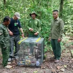 BKSDA Sultra Lepasliarkan Monyet Buton Hasil Translokasi dari Papua BKSDA Sultra Lepasliarkan Monyet Buton Hasil Translokasi dari Papua