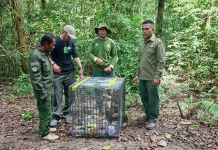 BKSDA Sultra Lepasliarkan Monyet Buton Hasil Translokasi dari Papua BKSDA Sultra Lepasliarkan Monyet Buton Hasil Translokasi dari Papua