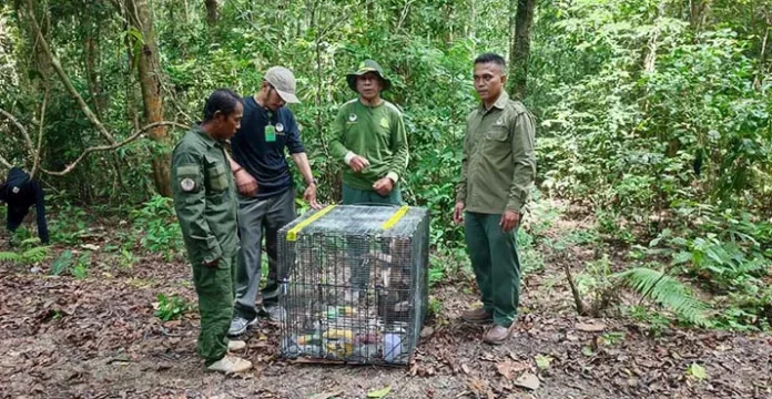 BKSDA Sultra Lepasliarkan Monyet Buton Hasil Translokasi dari Papua