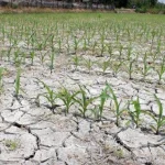 BMKG Imbau Pemda dan Masyarakat Persiapkan Diri Hadapi Musim Kemarau 2022 BMKG Imbau Pemda dan Masyarakat Persiapkan Diri Hadapi Musim Kemarau 2022