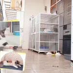 Kucing Kesayangan Ditinggal Mudik, Bisa Titip di Hotel Kucing Kendari Kucing Kesayangan Ditinggal Mudik, Bisa Titip di Hotel Kucing Kendari