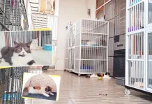 Kucing Kesayangan Ditinggal Mudik, Bisa Titip di Hotel Kucing Kendari Kucing Kesayangan Ditinggal Mudik, Bisa Titip di Hotel Kucing Kendari
