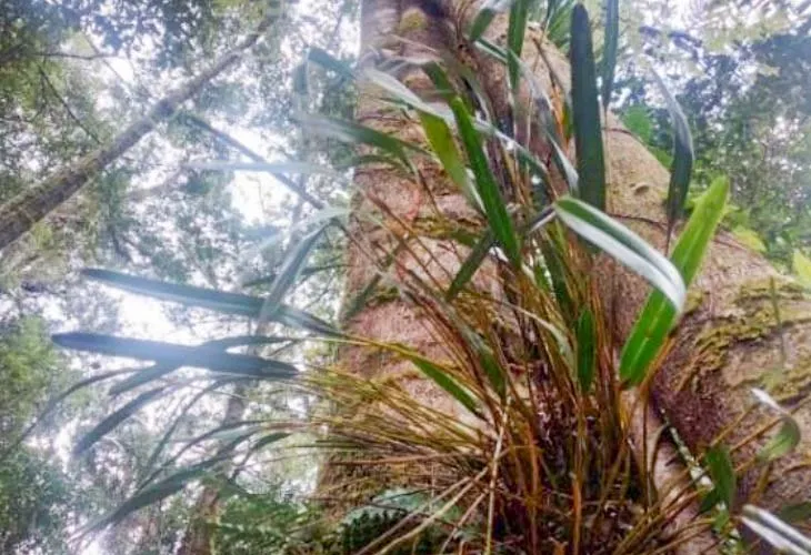 Tantangan Besar Melindungi Habitat Anggrek “Wonua Sorume”