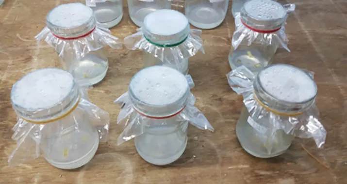 Jalan Panjang Pelestarian Sang Tanaman Dewa