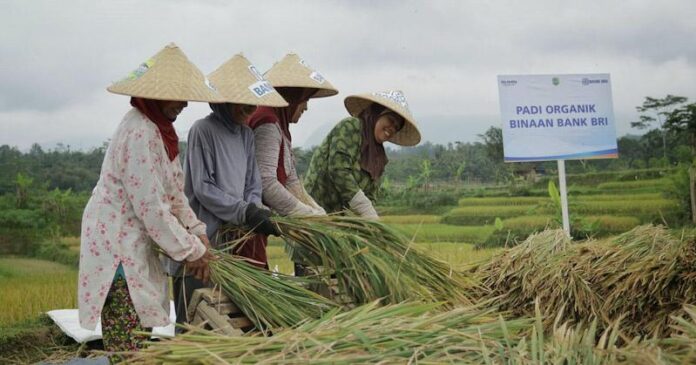 Pembiayaan Ultra Mikro Selamatkan Petani dari Jeratan Rentenir