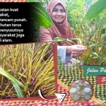 anggrek serat sorume