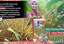 Jalan Panjang Pelestarian Sang Tanaman Dewa Jalan Panjang Pelestarian Sang Tanaman Dewa