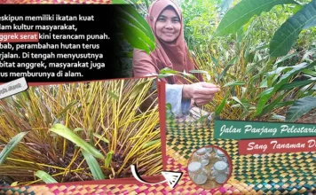 Jalan Panjang Pelestarian Sang Tanaman Dewa Jalan Panjang Pelestarian Sang Tanaman Dewa