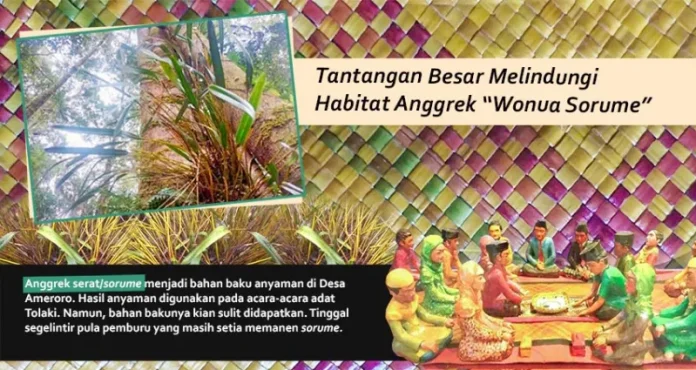 Tantangan Besar Melindungi Habitat Anggrek “Wonua Sorume”