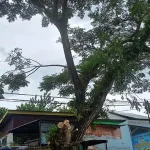 Batang Pohon di Jalan W.R Soepratman Kendari Patah Usai Dihantam Kontainer Batang Pohon di Jalan W.R Soepratman Kendari Patah Usai Dihantam Kontainer