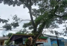 Batang Pohon di Jalan W.R Soepratman Kendari Patah Usai Dihantam Kontainer Batang Pohon di Jalan W.R Soepratman Kendari Patah Usai Dihantam Kontainer