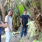 Dinas Pertanian Kota Kendari Siap Promosikan Salak Kebun Raya Dinas Pertanian Kota Kendari Siap Promosikan Salak Kebun Raya