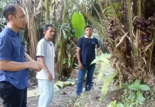 Dinas Pertanian Kota Kendari Siap Promosikan Salak Kebun Raya Dinas Pertanian Kota Kendari Siap Promosikan Salak Kebun Raya