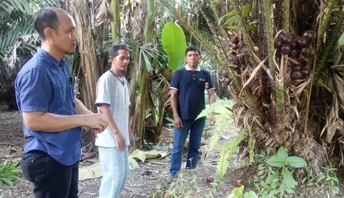 Dinas Pertanian Kota Kendari Siap Promosikan Salak Kebun Raya