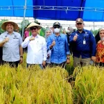 AJP dan Dua Bupati di Sultra Panen Perdana Padi Organik di Konda AJP dan Dua Bupati di Sultra Panen Perdana Padi Organik di Konda