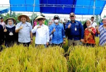 AJP dan Dua Bupati di Sultra Panen Perdana Padi Organik di Konda AJP dan Dua Bupati di Sultra Panen Perdana Padi Organik di Konda