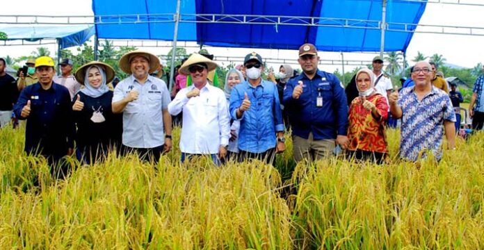 AJP dan Dua Bupati di Sultra Panen Perdana Padi Organik di Konda