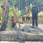 Warga Lasalimu Buton Tangkap Buaya Berukuran Empat Meter Warga Lasalimu Buton Tangkap Buaya Berukuran Empat Meter