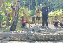 Warga Lasalimu Buton Tangkap Buaya Berukuran Empat Meter Warga Lasalimu Buton Tangkap Buaya Berukuran Empat Meter