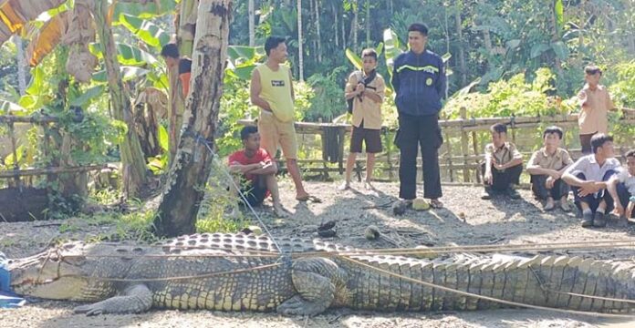 Warga Lasalimu Buton Tangkap Buaya Berukuran Empat Meter