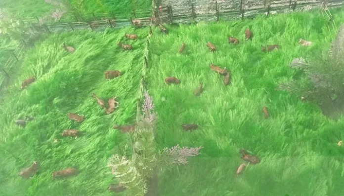 Populasi Ternak di Sultra Didominasi Ayam, Jumlahnya 11 Juta Ekor