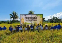 SRI Organik PT Vale, Harapan Baru Pertanian Produktif dan Ramah Lingkungan di Pomalaa SRI Organik PT Vale, Harapan Baru Pertanian Produktif dan Ramah Lingkungan di Pomalaa