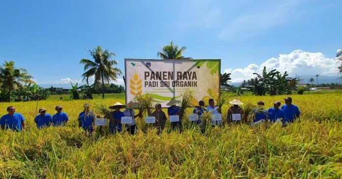 SRI Organik PT Vale, Harapan Baru Pertanian Produktif dan Ramah Lingkungan di Pomalaa