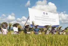 Hasil Panen Padi Organik Meningkat, Sulkarnain akan Datangkan 100 Ekor Sapi di Amohalo Hasil Panen Padi Organik Meningkat, Sulkarnain akan Datangkan 100 Ekor Sapi di Amohalo