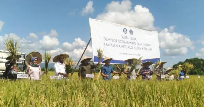 PSX_598 Hasil Panen Padi Organik Meningkat, Sulkarnain akan Datangkan 100 Ekor Sapi di Amohalo