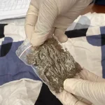 Bea Cukai Kendari Ungkap Kasus Pengiriman Ganja Lewat Ekspedisi Bea Cukai Kendari Ungkap Kasus Pengiriman Ganja Lewat Ekspedisi