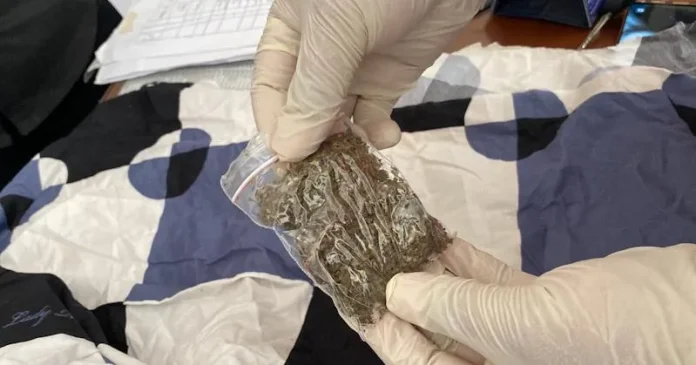 Bea Cukai Kendari Ungkap Kasus Pengiriman Ganja Lewat Ekspedisi