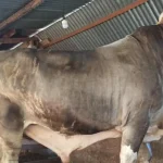 Beratnya 1 Ton, Sapi Kurban Presiden Akan Disembelih di Pasarwajo Beratnya 1 Ton, Sapi Kurban Presiden Akan Disembelih di Pasarwajo