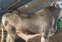 Beratnya 1 Ton, Sapi Kurban Presiden Akan Disembelih di Pasarwajo Beratnya 1 Ton, Sapi Kurban Presiden Akan Disembelih di Pasarwajo