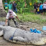 Kisah Seorang Pria di Buton yang Tangkap Buaya Berukuran 4 Meter Kisah Seorang Pria di Buton yang Tangkap Buaya Berukuran 4 Meter