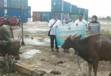 KSOP Kendari Kurban 10 Ekor Sapi dan 3 Ekor Kambing KSOP Kendari Kurban 10 Ekor Sapi dan 3 Ekor Kambing