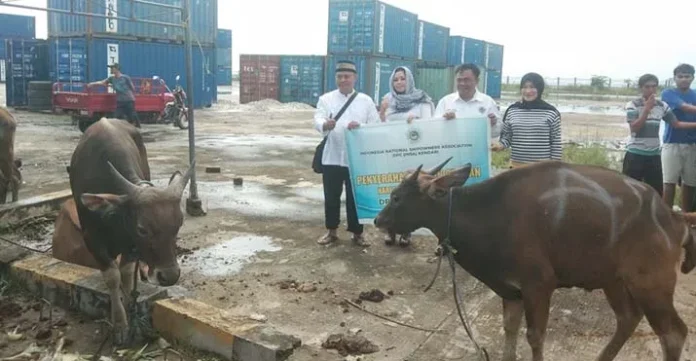 KSOP Kendari Kurban 10 Ekor Sapi dan 3 Ekor Kambing