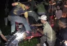 Buaya yang Ditangkap di Buton Dilepasliarkan di Kawasan Mangrove Tetengguluri TNRAW Buaya yang Ditangkap di Buton Dilepasliarkan di Rawa Aopa Watumohai