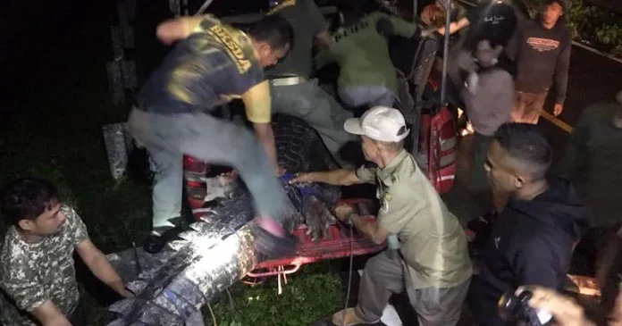 Buaya yang Ditangkap di Buton Dilepasliarkan di Rawa Aopa Watumohai