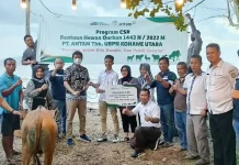 Antam dan KSO MTT Salurkan 20 Sapi Kurban di Konut Antam dan KSO MTT Salurkan 20 Sapi Kurban di Konut