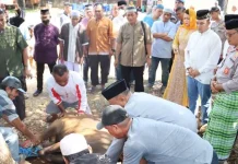 Polres Baubau Kurban 14 Ekor Sapi dan Salurkan Bantuan Beras Polres Baubau Kurban 14 Ekor Sapi dan Salurkan Bantuan Beras