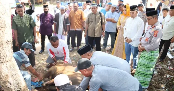 PSX_1142 Polres Baubau Kurban 14 Ekor Sapi dan Salurkan Bantuan Beras