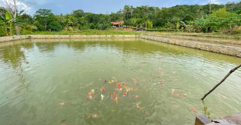 Cerita Kades Margacinta Konsel, Ingin Sulap Desanya Jadi Pusat Lelang Ikan Koi