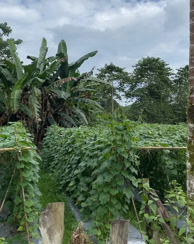 Cerita Kades Margacinta Konsel, Ingin Sulap Desanya Jadi Pusat Lelang Ikan Koi