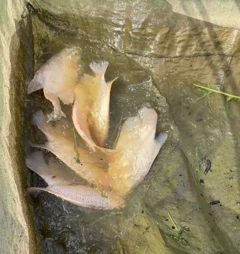 Cerita Kades Margacinta Konsel, Ingin Sulap Desanya Jadi Pusat Lelang Ikan Koi