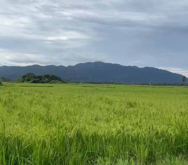 Cerita Kades Margacinta Konsel, Ingin Sulap Desanya Jadi Pusat Lelang Ikan Koi