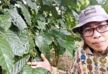 Kisah di Balik Produk Kopi Lokal Muna “Kahawa Wuna” Kisah di Balik Produk Kopi Lokal Muna “Kahawa Wuna”