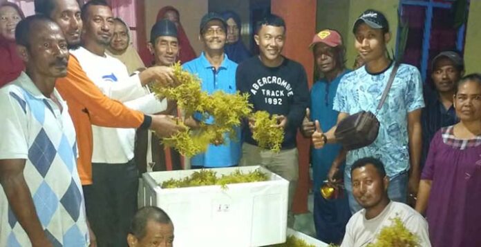 Nelayan Rumput Laut di Wakatobi Kebagian Batuan 1,6 Ton Bibit