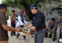 BKSDA Sultra Lepasliarkan Penyu di Pantai Nirwana Baubau BKSDA Sultra Lepasliarkan Penyu di Pantai Nirwana Baubau